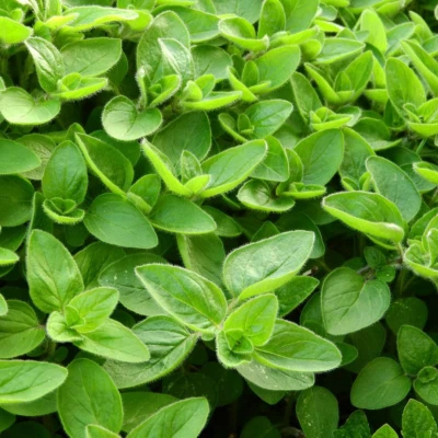 5000 Samen ECHTER MAJORAN - ORIGANUM MAJORANA hortensis - KRÄUTER Sweet Marjoram - Bild 1 von 2