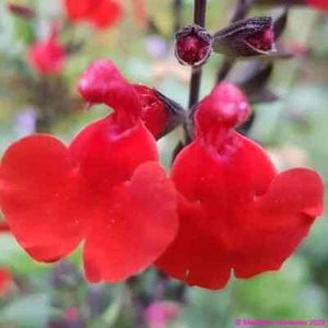 Salvia ‘Jezebel’ Red Flow Summer Well Drained and Hardy Summer Colour - Picture 1 of 7