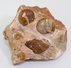 Ammonit, Owenites & Dieneroceras, Trias, Smithian, Lidak, Timor, Indonesien-L946 - Picture 1 of 6