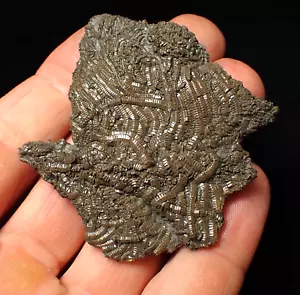 Detailed crinoid fossil Pentacrinites (60mm) Charmouth Jurassic Coast Fossils UK - Foto 1 di 10