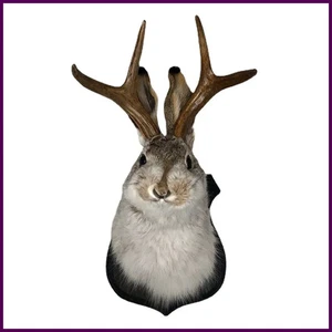 Indoor Bedroom Sculpture Bunny Head Antlers Wall Hanging Decoration Jackalope - Picture 1 of 23