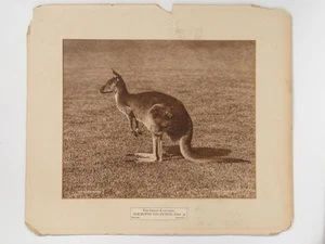 Gambier Bolton Great Kangaroo Zoo Animal c1900 Large Carbon Print Photo - Picture 1 of 1