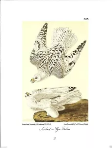 Iceland or Gyr Falcon Vintage Bird Print Picture John James Audubon ABOA#27 - Picture 1 of 1