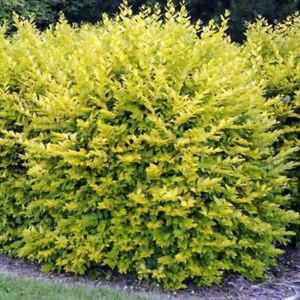 Gold Privet Hedging Plants 20-40cm Ligustrum Aureum Evergreen Hedge Potted