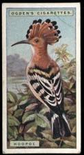 Tobacco Card, Ogdens, FOREIGN BIRDS, 1924, Hoopoe, #24