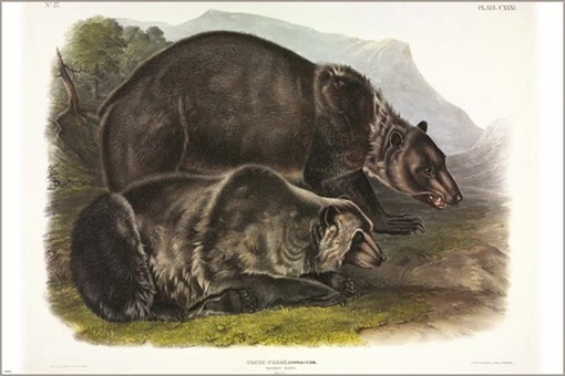 Póster artístico ilustración vintage de oso pardo de John James Audubon 20x30 Foto 1 de 1