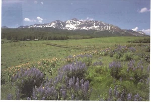 Postcard, Field of Lupines with Mountains, 1993, Used, Vintage - Picture 1 of 1
