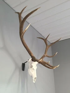 Elk Euro Skull Mount Taxidermy Bracket Fits Elk and other large animals Black - Picture 1 of 6