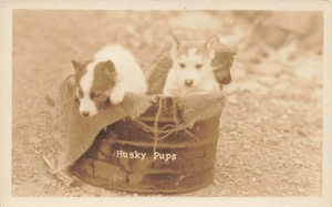 Cartolina LP40 Canadian Siberian Husky Dogs cuccioli RPPC anni '30 - Foto 1 di 2