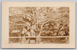 AK: Nackter Baum im Winter, Nahwohnort, Straßenrand, RPPC, unpostiert - Bild 1 von 2