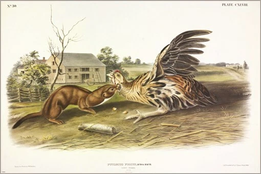 Póster artístico ilustración vintage Tawny Weasel de John James Audubon 20x30 Foto 1 de 1
