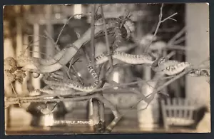 Postcard Penang Malaysia the Snake Temple snakes - Picture 1 of 2