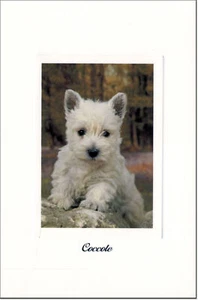 CARTOLINA GATTI E CANI POSTCARD DOG & CAT CANE WEST HIGHLAND WHITE TERRIER - Imagen 1 de 1