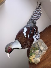 Taxidermy Elliots Pheasant Unmounted Gamebird