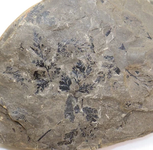 Pflanze, Coniopteris hymenophylloides, Jura, Aalen, Whitby, Yorkshire, UK-f138 - Picture 1 of 3