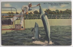 Tiempo de alimentación de delfines Sailor Marine Studios Marineland FL Postal del parque temático - Imagen 1 de 2