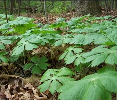 12 Fresh Mayapple Rhizomes Bare Root Herb Spring Planting Edible Fruit  - Image 1 of 3
