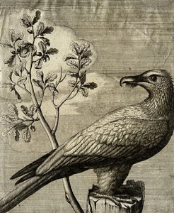 Antique Original Etching Nicolas Robert (1614-1685) Vautour, Bird - Picture 1 of 8