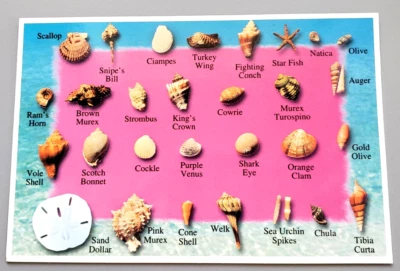 Vintage Postcard- The Oceans Treasures-28 Diff. Sea Shells from Florida-unposted - Image 1 of 2