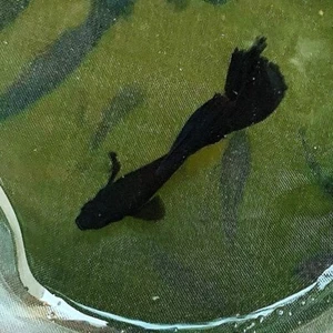 10 live guppy fry- full black Guppy - High Quality Live Guppy Fish US Seller - Picture 1 of 16