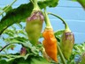 25+ Pure Heirloom St Augustine Datil Hot Pepper Seeds-W 108