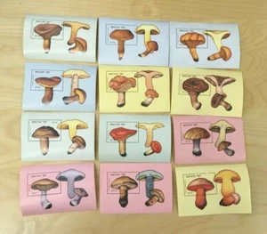 SPECIAL LOT Bhutan 1989 725-36 - Mushrooms - 10 Sets of 12 S/S - MNH - Picture 1 of 4