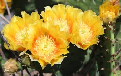 Pera espinosa resistente al frío Opuntia cactus flores amarillas grandes con volantes Foto 1 de 4