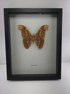Real framed Under Glass Attacus Atlas The Atlas Moth 11x14 inch - Picture 1 of 5