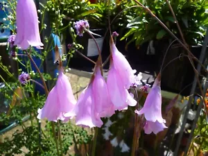 Summer Garden border flowers - Perennial seeds - Picture 1 of 55