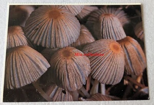COPRINUS PLICATILIS FUNGO NORTH AMERICAN MUSHROOMS EMILY JOHNSON 1988 PILZ CHAM - Bild 1 von 2