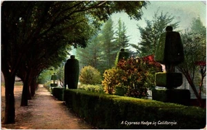 Eine Zypressenhecke in Kalifornien Los Angeles ca 1900er Postkarte unbenutzt handkoloriert - Bild 1 von 2