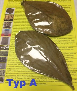 Seemandelbaumblätter 10-15cm 40 Stück  #ACHTUNG! 4 NEUE SORTEN ZUR AUSWAHL# - Picture 1 of 8