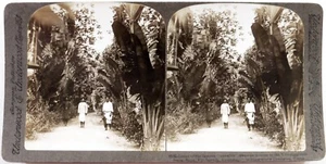 Iles Fidji Islands.Suva.Trees, Vice-regal residence.Photo Stereo view.Underwood. - Picture 1 of 1