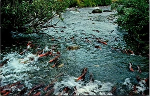 Sockeye Salmon Spawning Stream KODIAK ISLAND Alaska AK Postcard - Picture 1 of 2