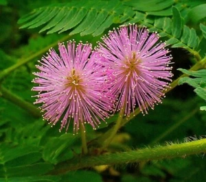 Semillas de plantas sensibles - Mimosa pudica - Touch Me Not flores hierbas semillas de plantación - Imagen 1 de 7