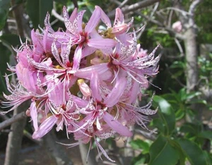 CAPE CHESTNUT 5 SEEDS CALODENDRUM CAPENSE FLOWERING TREE - Picture 1 of 5