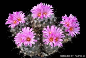 Turbinicarpus roseiflorus (10 seeds) - Picture 1 of 2