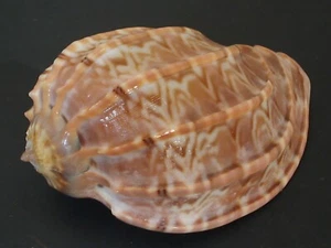 Stunning...HARPA MAJOR KAWAMURAI~62.4mm~Philippines SEASHELL - Picture 1 of 3