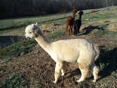 Alpaca Roving White from Huacaya Alpaca -  Joshua   Free Shipping - Image 1 of 4
