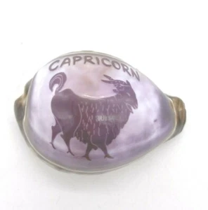 Tiger Cowrie carved shell, Capricorn Goat design, souvenir collectible seashell  - Picture 1 of 8