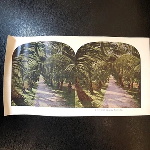 RARE carte di carta stereoview passeggiata tropicale palme Florida - Foto 1 di 3