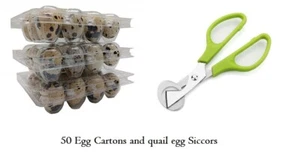 50 Quail Egg cartons and Quail Eggs , Free quail egg scissors - Picture 1 of 5