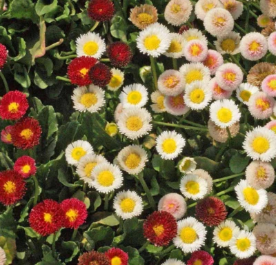 Daisy ENGLISH Mixed Color Low Grow Groundcover, Borders, Rock Gardens 1000 Seeds - Image 1 of 4