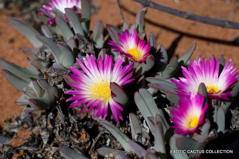 RARE ANTIMIMA VENTRICOSA living stones rock mesembs succulent aloe seed 15 SEEDS - Image 1 of 1