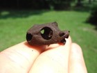 BEYOND RARE MUD TURTLE SKULL FLORIDA FOSSILS ICE AGE EXTINCT BONES TORTOISE FL @