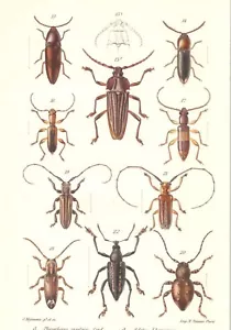 Impresión entomología antigua original coloreada a mano de 1889 - insectos - Imagen 1 de 2