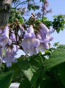 400 Samen chinesischer Blauglockenbaum, Paulownia tomentosa, Kaiserbaum - Bild 1 von 5