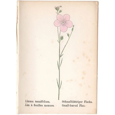 Antigua litografía botánica de 1879 coloreada a mano 99 lino de hojas pequeñas Foto 1 de 2