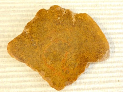 Losa fósil de helecho árbol Tempskya para hacer cabujones Foto 1 de 4