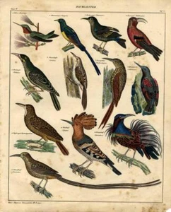 1843 OKEN HC LITHOGRAPH hoopoe, sunbird, hummingbird, sugarbird, paradise bird - Picture 1 of 2
